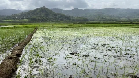 Rice seedlings planted in the soil. paddy fields with mountain. 4k Vídeos de archivo 247010894