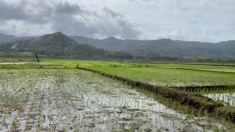Rice seedlings planted in the soil. paddy fields with mountain. 4k Video stock 247010923