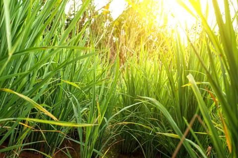 The rice seedlings in the plot taken at a low angle were lit by the sun. Foto stock