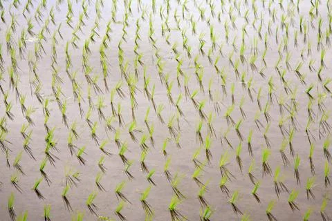 Rice seedlings in a rows Stock Photos