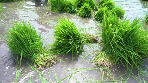 Rice seeds Stock Footage 221877514