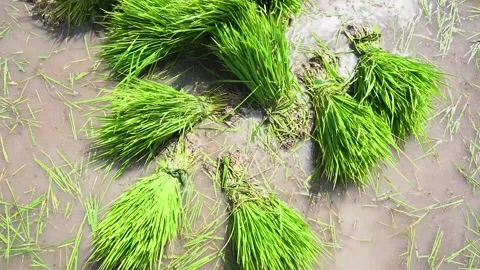 Rice seeds Vídeo Stock 221877532