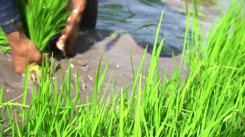 Rice seeds Stock Footage 221877534