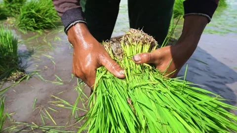 Rice seeds Stock Footage 221877536