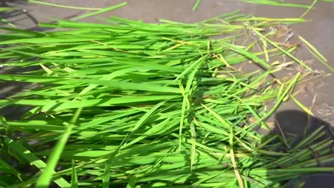Rice seeds Stock-Footage 221877543