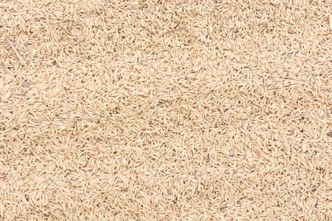 Rice seeds Foto stock