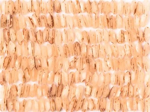 Rice seeds in rows Фото