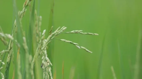 Rice shaking with wind Stock Footage 76920910