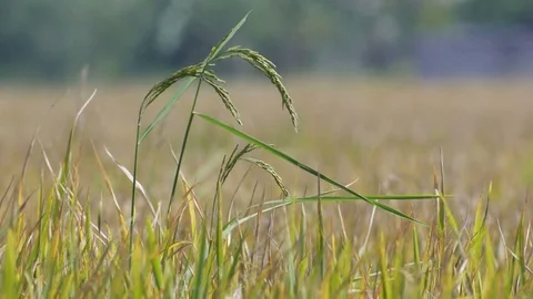 Rice shoot in the paddy field 스톡 동영상 82022957