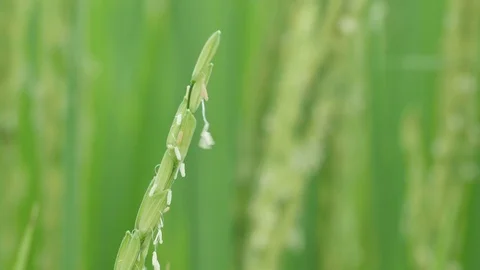 Rice shoot shaking with wind Stock Footage 96119956