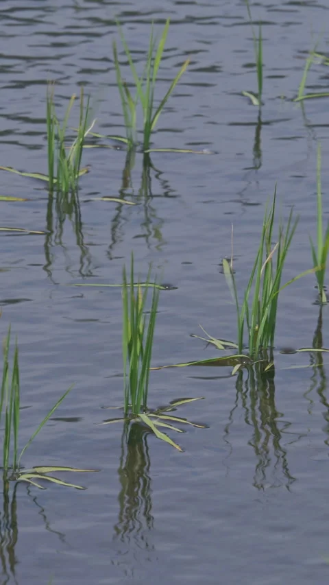 Rice Shoots and Water Surface of Paddy Field Vertical Video Vidéo 346194480