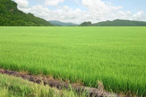 Rice on sky. Stock Photos
