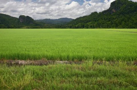 Rice  on sky. Foto stock