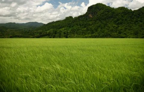 Rice on sky. Stock Photos
