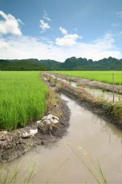 Rice on sky. Stock Photos