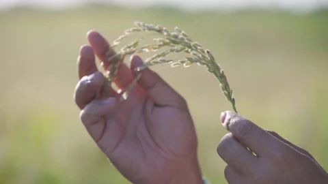 Rice spike closeup in hand 1 Stock Footage 117617412