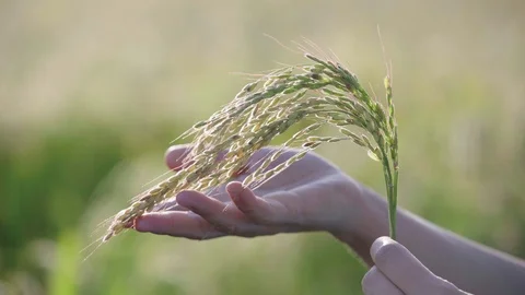 Rice spike closeup in hand 2 Stock Footage 117620089