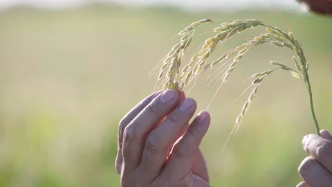 Rice spike closeup in hand Stock Footage 117576825