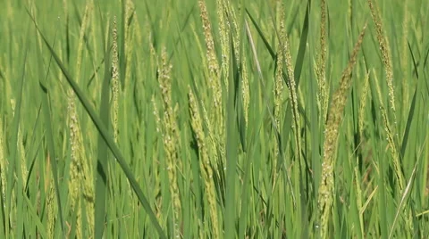 Rice spike in the farm Stock Footage 43327313