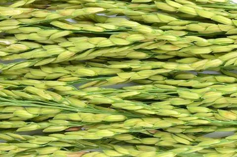 Rice spike Stock Photos