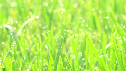 Rice spikelet slightly trembling in wind, covered with morning dew Stock Footage 75780371