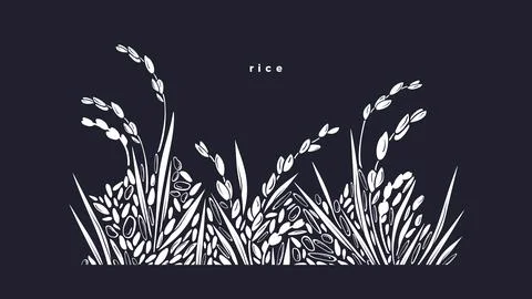 Rice splash. Grain border. Vector paddy field Stock Illustration