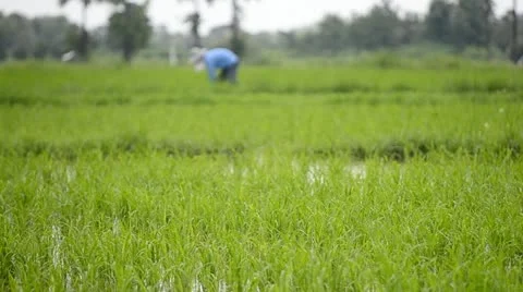 Rice sprouts blowing in farm Stock Footage 20462902