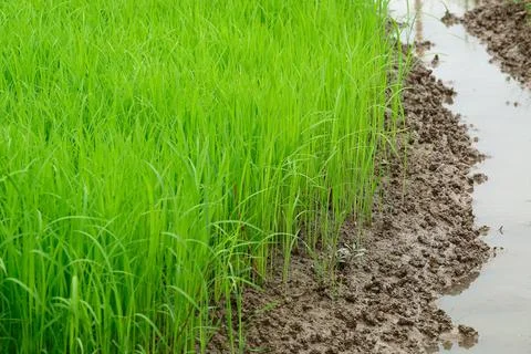 Rice sprouts on ground before planting for pattern Stock Photos