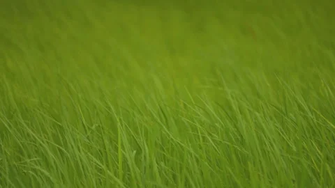 Rice sprouts or seeding in rice filed of countryside Stock Footage 247644840