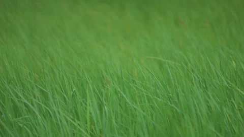 Rice sprouts or seeding in rice filed of countryside Stock Footage 247645255