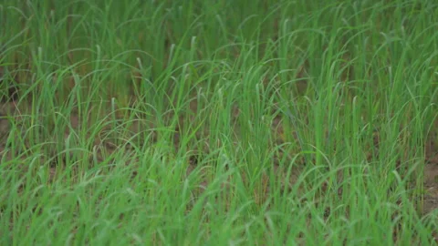 Rice sprouts or seeding in rice filed of countryside Stock Footage 247645762