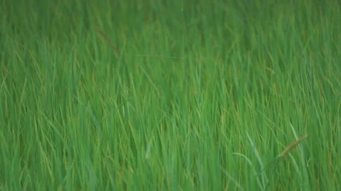 Rice sprouts or seeding in rice filed of countryside Stock Footage 247646351
