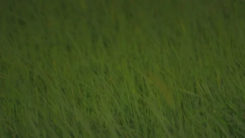 Rice sprouts or seeding in rice filed of countryside Stock Footage 247646474