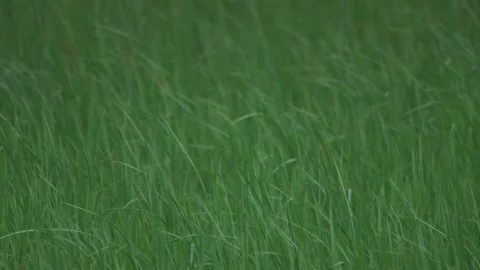 Rice sprouts or seeding in rice filed of countryside, slow motion leaf on windy Stock Footage 247646475