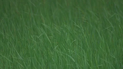 Rice sprouts or seeding in rice filed of countryside, slow motion leaf on windy Stock Footage 247647259