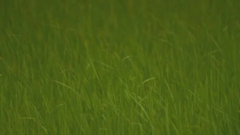 Rice sprouts or seeding in rice filed of countryside, slow motion leaf on windy Stock Footage 247647584