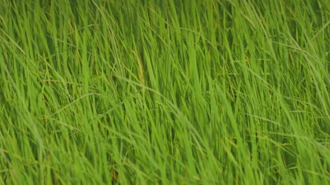 Rice sprouts or seeding in rice filed of countryside, slow motion leaf on windy Stock Footage 247666438
