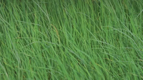 Rice sprouts or seeding in rice filed of countryside, slow motion leaf on windy Stock Footage 247666443
