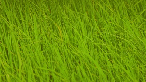 Rice sprouts or seeding in rice filed of countryside, slow motion leaf on windy Stock Footage 247666445