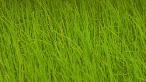 Rice sprouts or seeding in rice filed of countryside, slow motion leaf on windy Stock Footage 247666484