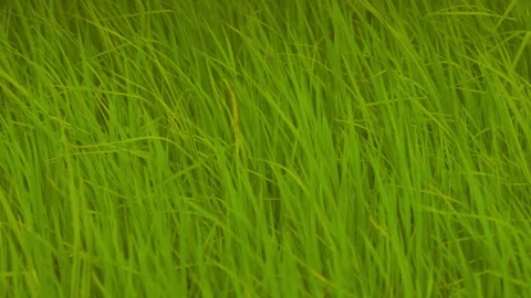 Rice sprouts or seeding in rice filed of countryside, slow motion leaf on windy Stock Footage 247666488