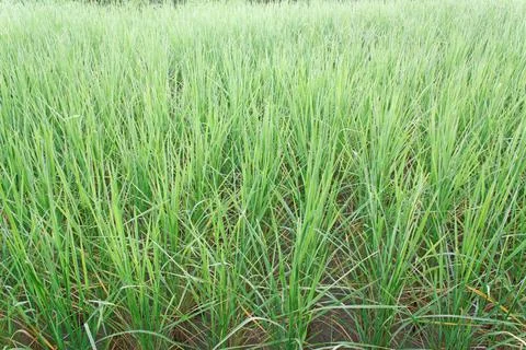 Rice sprouts for pattern Stock Photos