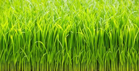 Rice sprouts Stock Photos