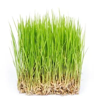 Rice sprouts. Stock Photos