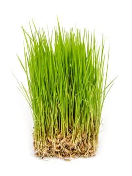 Rice sprouts. Stock Photos