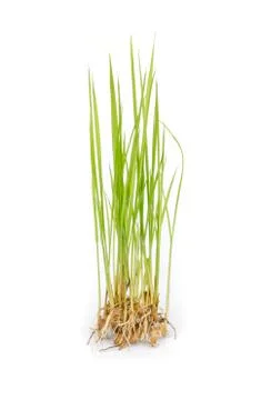 Rice sprouts. Stock-Fotos