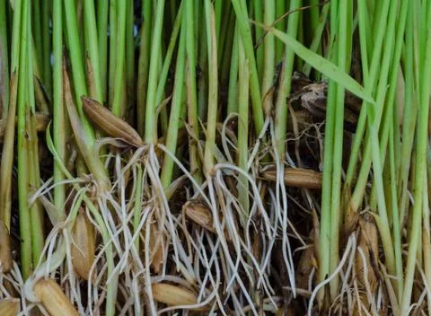 Rice sprouts. Stock Photos