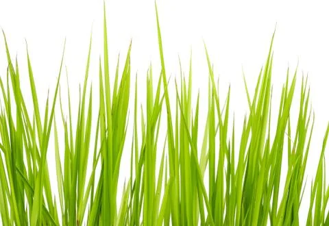 Rice sprouts. Stock Photos