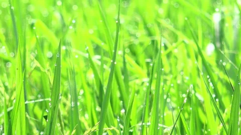 Rice sprouts slightly trembling in wind with droplets of dew Stock-Footage 75780978