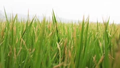 Rice sprouts swaying in wind. Stock Footage 274811737